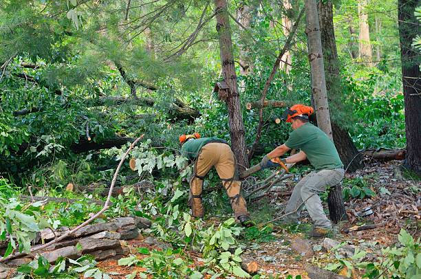 Trusted Greens Farms, CT Tree Care Services Experts