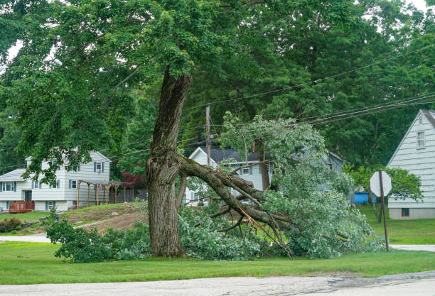 How Our Tree Care Process Works  in  Greens Farms, CT