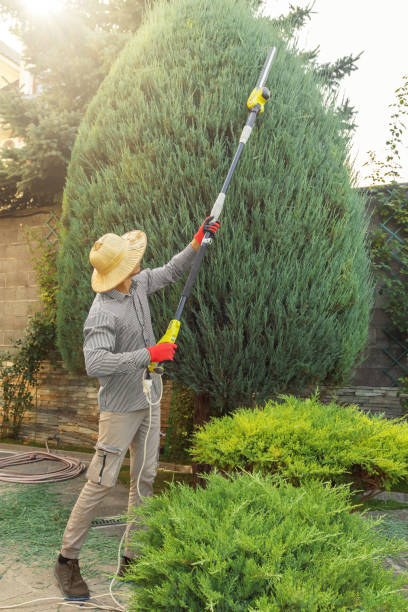 Grass Overseeding